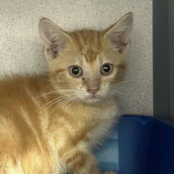 Domestic Short Hair Cats Available for Adoption in Evansville, Indiana - BluJay | PetCurious