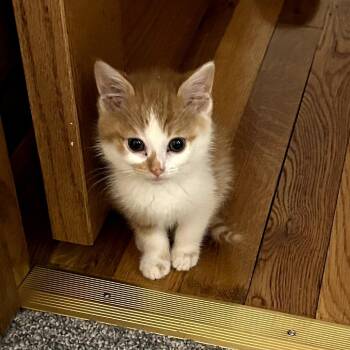 Tex -  Domestic Short Hair Cat for Adoption in Carmel, Indiana - Tex | PetCurious