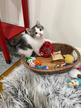 Cow -  Domestic Short Hair Cat for Adoption in Shawnee, Kansas - Cow | PetCurious