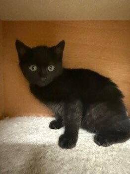 American Shorthair Cats Available for Adoption in Walnut Creek, California - Rufus | PetCurious
