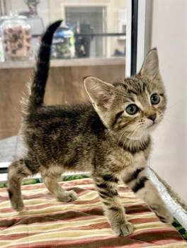 FABULOSO -  Domestic Short Hair Cat for Adoption in Sarasota, Florida - FABULOSO | PetCurious