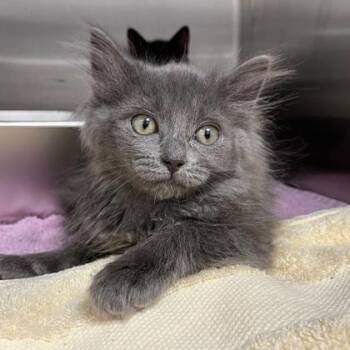 Kayak -  Domestic Medium Hair and Domestic Short Hair Cat for Adoption in Wheaton, Illinois - Kayak | PetCurious