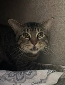 Domestic Short Hair Cats Available for Adoption - Juan | PetCurious