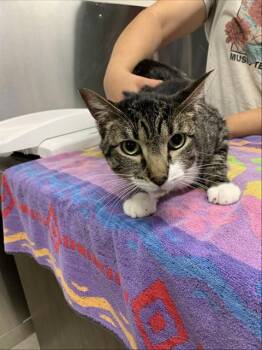 OTIS -  Domestic Short Hair Cat for Adoption in Fairbanks, Alaska - OTIS | PetCurious