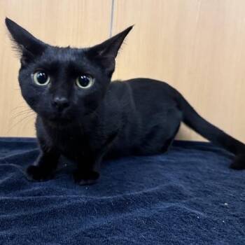 Noire -  Domestic Short Hair Cat for Adoption in Brentwood, Missouri - Noire | PetCurious