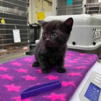 Trixie 26-06-164 -  Domestic Short Hair Cat for Adoption in Bastrop, Texas - Trixie 26-06-164 | PetCurious