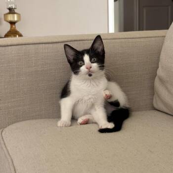 Daisy -  Domestic Short Hair Cat for Adoption in Fort Worth, Texas - Daisy | PetCurious