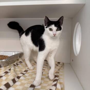 Domestic Short Hair Cats Available for Adoption in Greensboro, North Carolina - Slinky | PetCurious