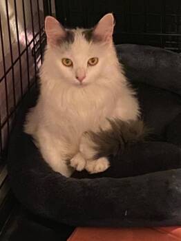 Rescue Domestic Long Hair Cats for Adoption in Jersey City, New Jersey - Snow White | PetCurious