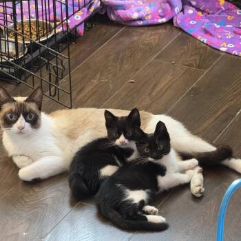 Pecan Crunch Latte -  Siamese and Snowshoe Cat for Adoption in Los Angeles, California - Pecan Crunch Latte | PetCurious