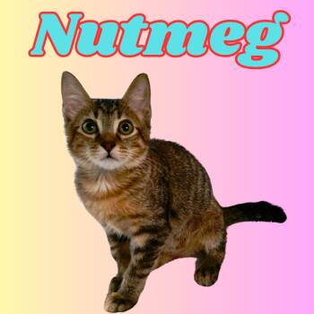 Domestic Short Hair Cats Available for Adoption - Nutmeg | PetCurious