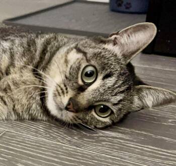 Rescue Domestic Short Hair Cats for Adoption - Despina | PetCurious