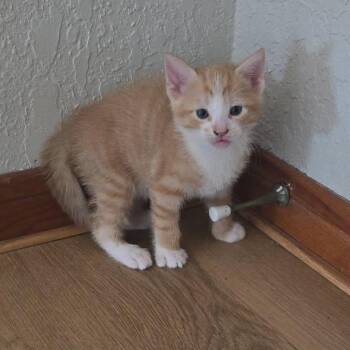 Butterfinger -  American Shorthair Cat for Adoption in Webster, Texas - Butterfinger | PetCurious