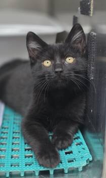 Neville Sinclare -  Domestic Short Hair and Bombay Cat for Adoption in Beaverton, Oregon - Neville Sinclare | PetCurious
