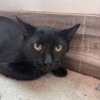 Bumble -  Domestic Short Hair Cat for Adoption in West Des Moines, Iowa - Bumble | PetCurious