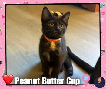Peanutbutter cup kitten -  Tortoiseshell Cat for Adoption in Enfield, Connecticut - Peanutbutter Cup Kitten | PetCurious