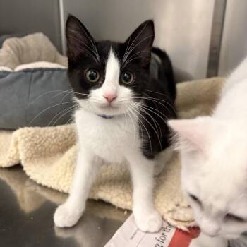 Agatha (Purple) -  Domestic Short Hair Cat for Adoption in Marshall, Virginia - Agatha (Purple) | PetCurious