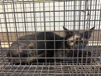MABEL -  Domestic Short Hair Cat for Adoption in San Antonio, Texas - MABEL | PetCurious