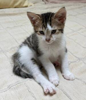 Jamie -  Tabby Cat for Adoption in Wayne, New Jersey - Jamie | PetCurious