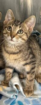 Domestic Short Hair Cats Available for Adoption - Grover | PetCurious