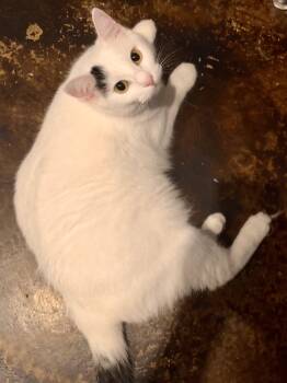 Domestic Short Hair Cats Available for Adoption - Luna | PetCurious