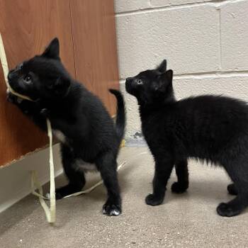 Domestic Short Hair Cats Available for Adoption in York, Pennsylvania - Snorkel Sally | PetCurious