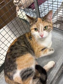 Domestic Short Hair Cats Available for Adoption in Clarksville, Tennessee - Kimmy | PetCurious