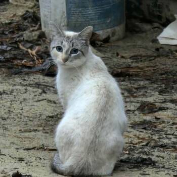Siamese and Domestic Short Hair Cats Available for Adoption - Camper | PetCurious