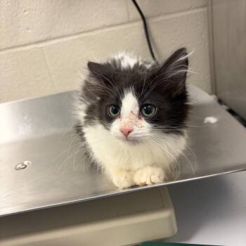 Faelwyn -  Domestic Long Hair Cat for Adoption in Council Bluffs, Iowa - Faelwyn | PetCurious