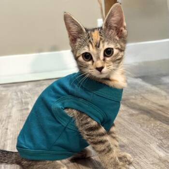 Lolita -  Domestic Short Hair Cat for Adoption in Jupiter, Florida - Lolita | PetCurious