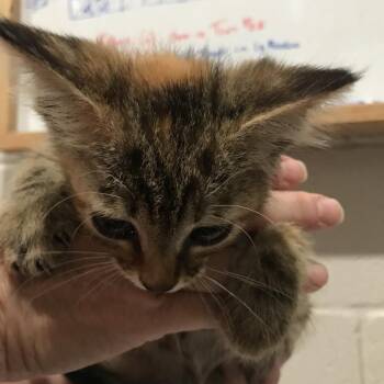 Jolene -  Domestic Short Hair Cat for Adoption in Smithville, Tennessee - Jolene | PetCurious