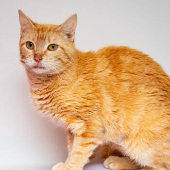 Domestic Short Hair Cats Available for Adoption in Hattiesburg, Mississippi - Clarinet | PetCurious