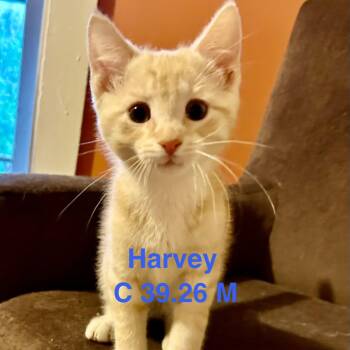 Domestic Short Hair Cats Available for Adoption in Batavia, New York - Foster Harvey | PetCurious