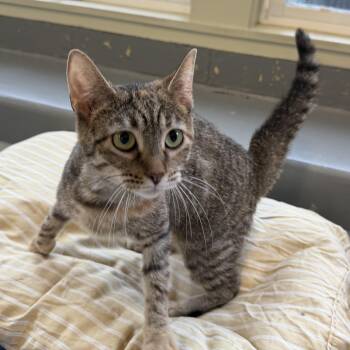 Bean -  Domestic Short Hair Cat for Adoption in Latrobe, Pennsylvania - Bean | PetCurious
