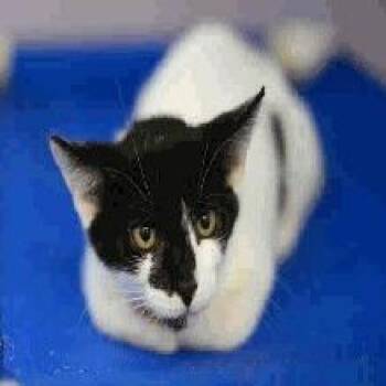 Bliss -  Domestic Short Hair Cat for Adoption in West Palm Beach, Florida - Bliss | PetCurious