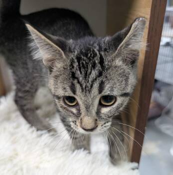 Jaxson -  Domestic Short Hair Cat for Adoption in Adrian, Michigan - Jaxson | PetCurious