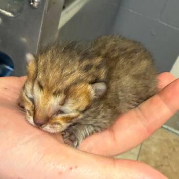 Domestic Short Hair Cats Available for Adoption in Tuscaloosa, Alabama - TUSC-Stray-84176 | PetCurious