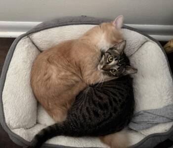 Domestic Short Hair Cats Available for Adoption in Nashville, Tennessee - Cookie | PetCurious