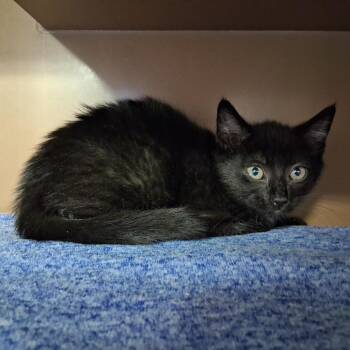 Pancake -  Domestic Short Hair Cat for Adoption in Middlebury, Vermont - Pancake | PetCurious