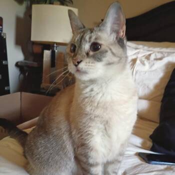 Jaks -  Siamese Cat for Adoption in Nashville, Tennessee - Jaks | PetCurious