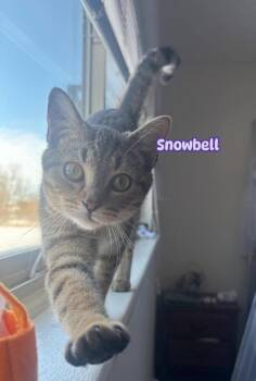 Snowbell -  American Shorthair Cat for Adoption in Charlotte, Michigan - Snowbell | PetCurious