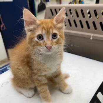 Elvis -  Domestic Medium Hair Cat for Adoption in Galveston, Texas - Elvis | PetCurious
