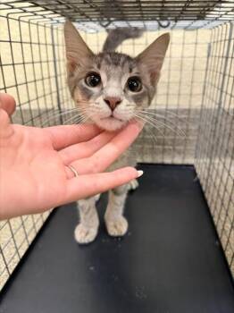 THEO -  Domestic Short Hair Cat for Adoption in Fort Myers, Florida - THEO | PetCurious