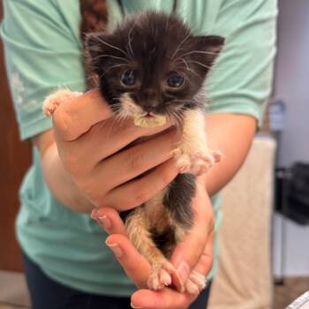 Rescue Domestic Short Hair Cats for Adoption in Columbus, Georgia - Harry Potter | PetCurious