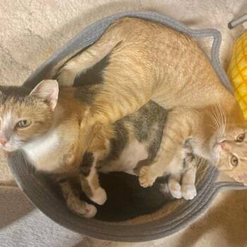 Ramona -  Domestic Short Hair Cat for Adoption in Walker, Michigan - Ramona | PetCurious