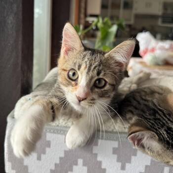 MARSHIE -  Domestic Short Hair Cat for Adoption in Kyle, Texas - MARSHIE | PetCurious