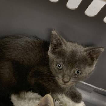 Ash -  Domestic Short Hair Cat for Adoption in Dickinson, Texas - Ash | PetCurious
