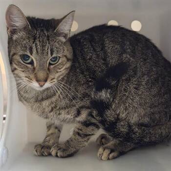 Domestic Short Hair Cats Available for Adoption - CASH | PetCurious