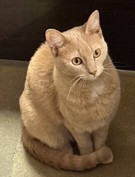 Domestic Short Hair Cats Available for Adoption in Swansea, Illinois - JoJo | PetCurious