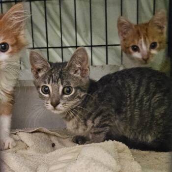 Rescue Domestic Medium Hair Cats for Adoption in Lake Jackson, Texas - Jin | PetCurious